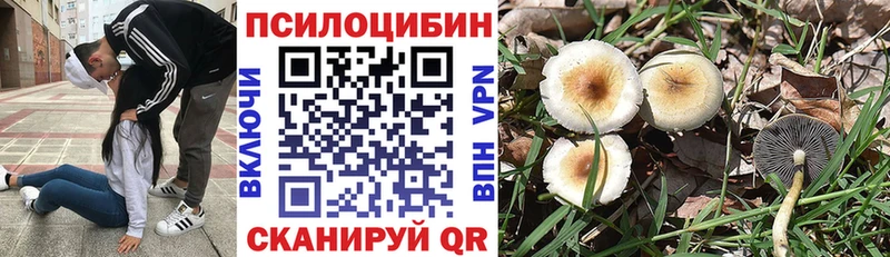 Купить где  Монино  Галлюциногенные грибы Psilocybe 